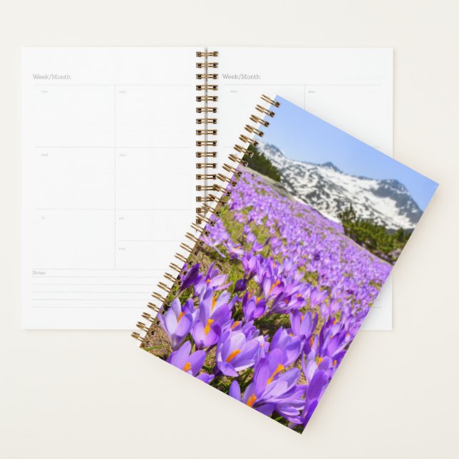 Agenda Flores | Crocus Pirin Mountain Park Bulgária (Exibição)