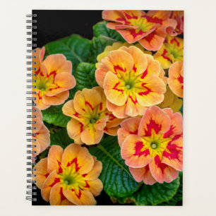 Agenda Flores da primavera de 2022
