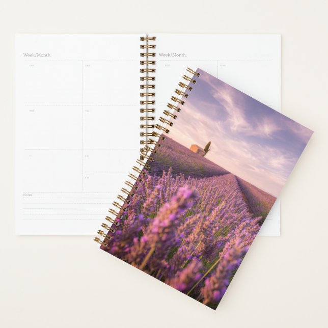 Agenda Flores | França Lavanda do Sul (Exibição)