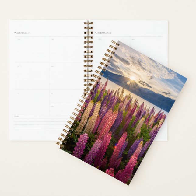 Agenda Flores | Lupinas Nova Zelândia (Exibição)