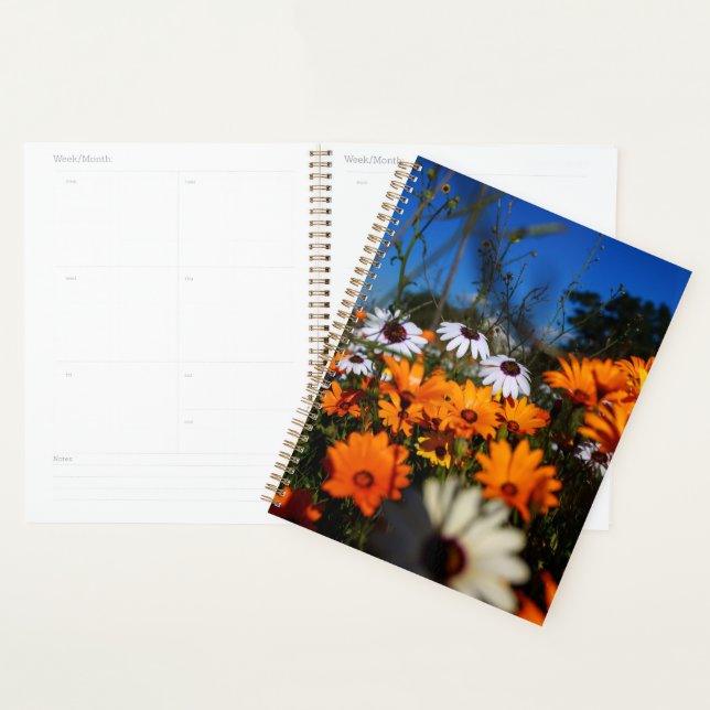 Agenda Flores Namaqualand selvagens (Exibição)