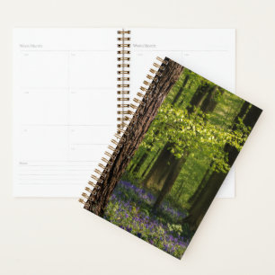 Agenda Florestas Bluebells na Bélgica