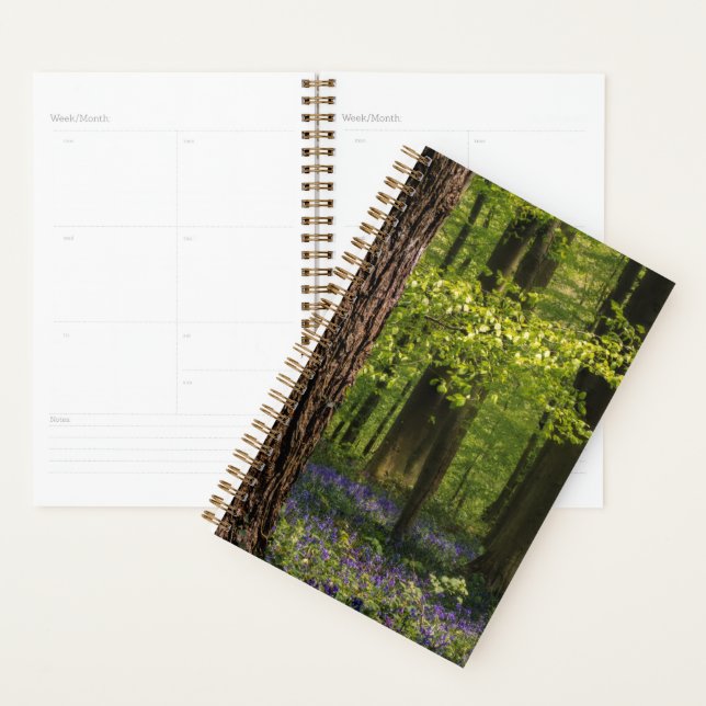 Agenda Florestas | Bluebells na Bélgica (Exibição)