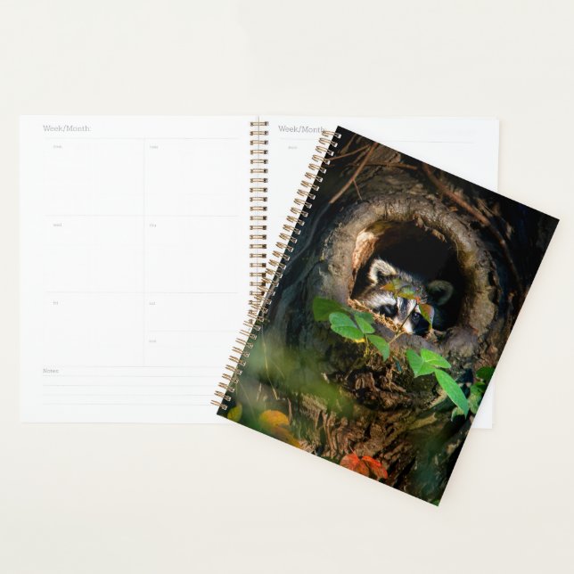 Agenda Florestas | Raccoon Peeking (Exibição)