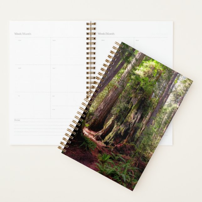 Agenda Florestas | Sequoias Forest California (Exibição)