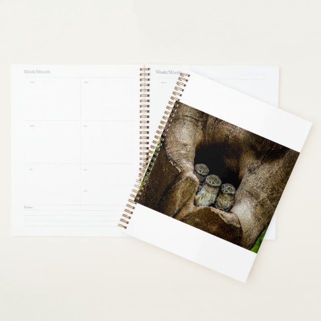 Agenda Florestas | Três Corujas (Exibição)