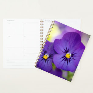 Agenda Flowers Purple Pansies