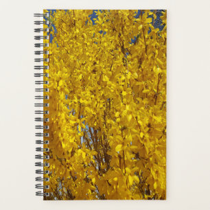 Agenda Forsythia Bush em Fecho