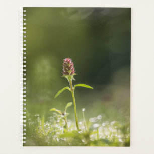 Agenda Foto da Natureza da Flor