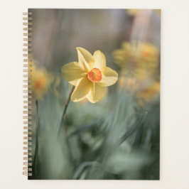 Agenda Foto da natureza do Daffodil do Flor Amarelo