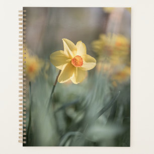 Agenda Foto da natureza do Daffodil do Flor Amarelo