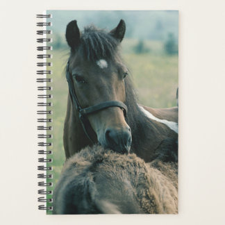 Agenda Foto de Equina de Equina Mare Fotogênica A Crescer