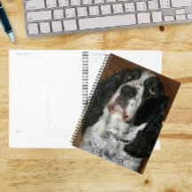 Foto de Pet do Spinger Spaniel Inglês
