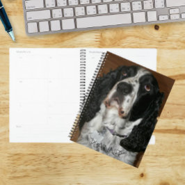 Agenda Foto de Pet do Spinger Spaniel Inglês