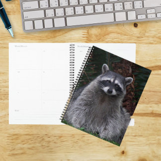 Agenda Foto de vida selvagem de guaxinim florestal fofo