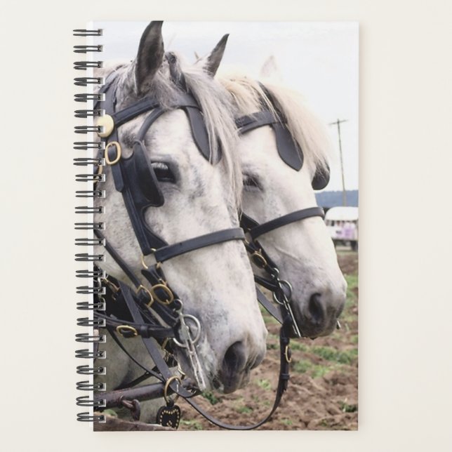 Agenda Foto do Equino Percheron Tandem (Frente)