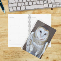 Foto do Raptor Barn Owl