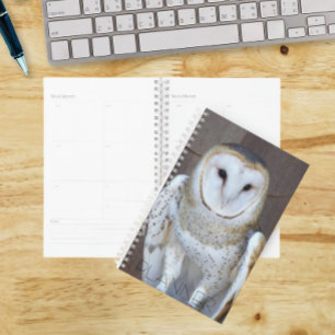 Agenda Foto do Raptor Barn Owl
