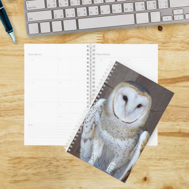 Agenda Foto do Raptor Barn Owl (In Situ)