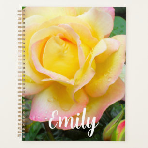 Agenda Foto do Rosa de Paz