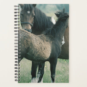 Agenda Foto Equina Foto Equina Foto de Cavalo