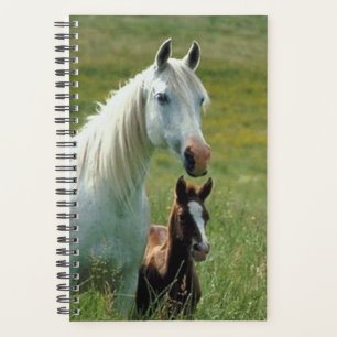 Agenda Foto Equina Mare Foal de Altura