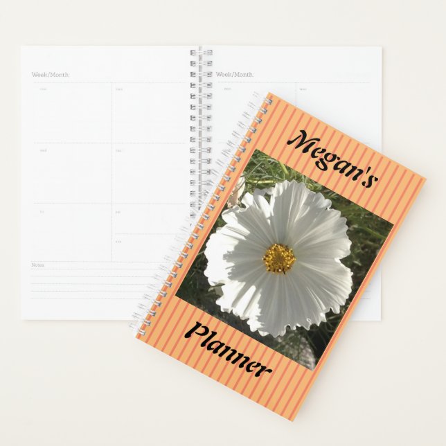 Agenda Fotografia bonito de Flor do Cosmos Branco (Exibição)