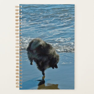 Agenda Fotografia de Ballet de Keeshond - Arte Original d