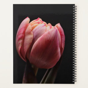 Agenda Fotografia de Tulipas e Flores Rosa