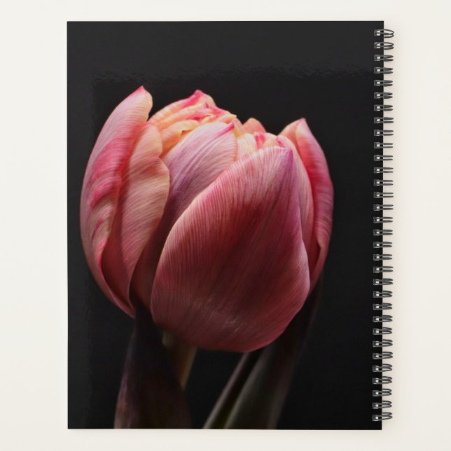 Agenda Fotografia de Tulipas e Flores Rosa (Verso)