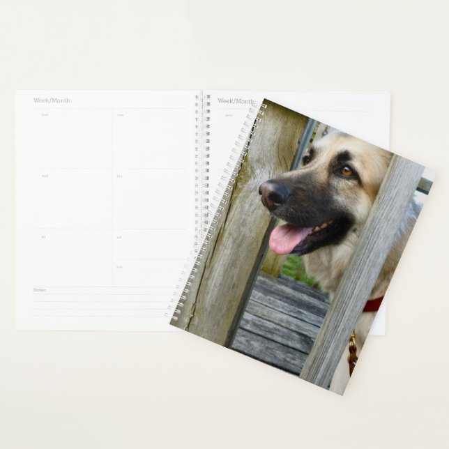 Agenda Frado (Exibição)