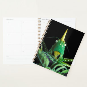 Agenda Gafanhoto de Cabeça de Cone