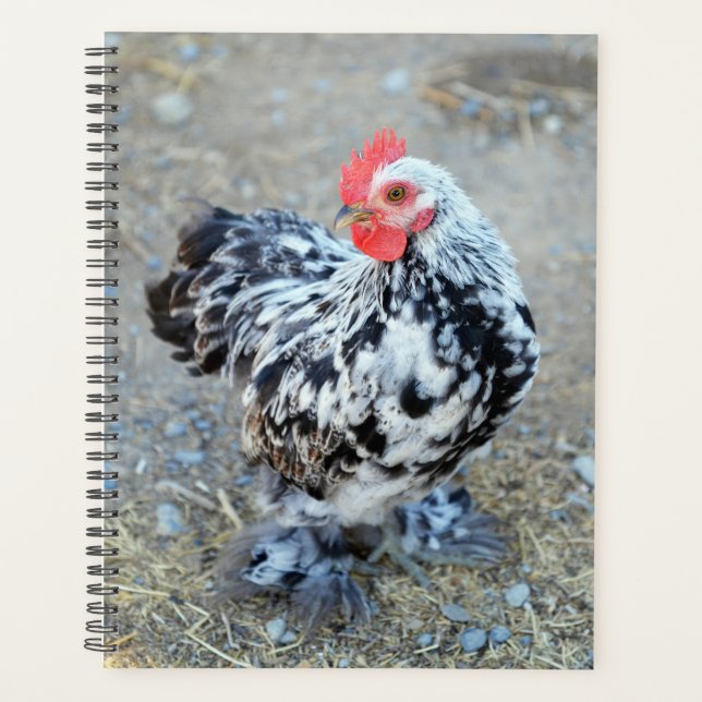Agenda Galinha-De-Chicken-Bantam (Frente)