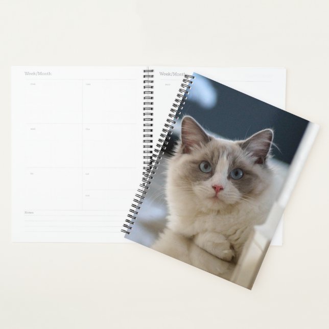Agenda Gatinho de olhos azuis (Exibição)