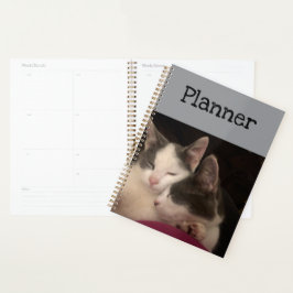Agenda Gatinho dormindo