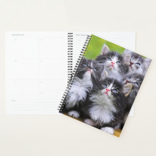 Agenda Gatinhos
