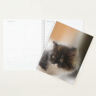 Agenda Gato Cinto