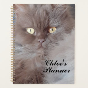 Agenda Gato fofinho