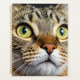 Agenda Gato fofo