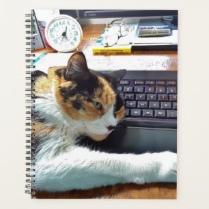 Agenda Gato no teclado
