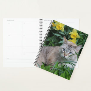 Agenda Gato Siames Lynx Point