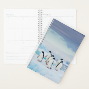 Agenda Gelo e neve   Pinguins de adenda Antártica