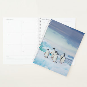 Agenda Gelo e neve   Pinguins de adenda Antártica