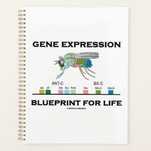 Agenda Gene Expression Blueprint Para Genes Life Homeobox