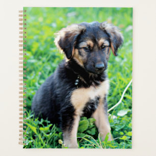 Agenda german shepherd