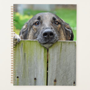 Agenda german shepherd olhando sobre a cerca