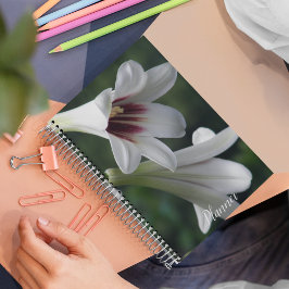 Agenda Giant Himalayan Lily Floral