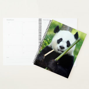 Agenda Giant Panda Holding Bamboo