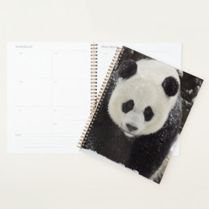 Agenda Giant Panda in Snow