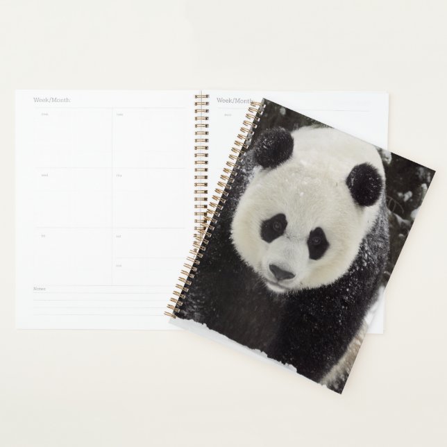 Agenda Giant Panda in Snow (Exibição)